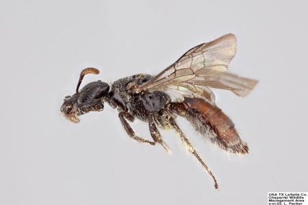 [Sphecodosoma dicksoni female (lateral/side view) thumbnail]